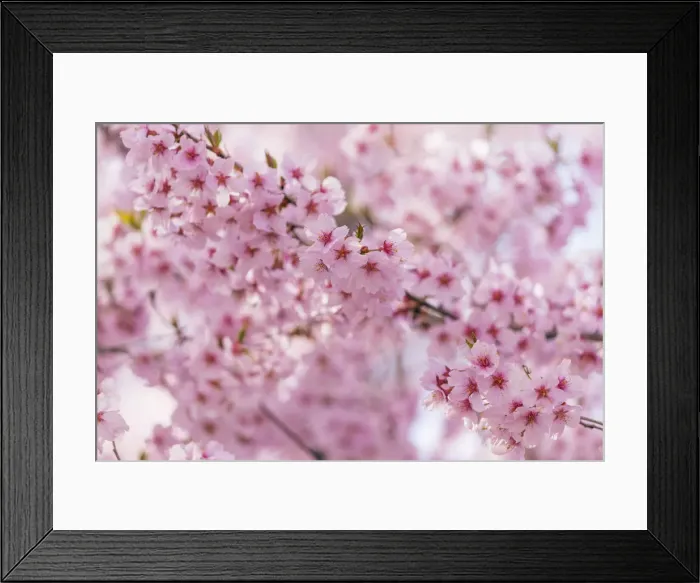 Framed Print : Cherry blossom, Takato, Nagano Prefecture, Honshu, Japan, Asia
