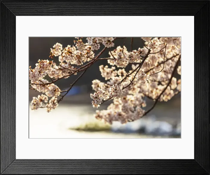 Framed Print : Asia, Japan, Honshu, Yamanashi prefecture, cherry blossom