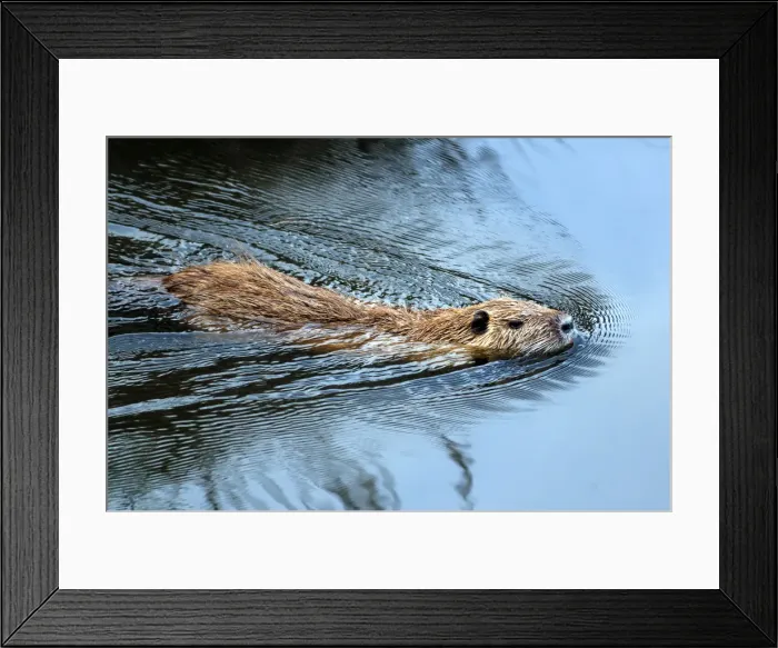Framed Print : Coypu (nutria) (Myocastor coypus), Grosseto, Tuscany, Italy, Europe Framed Print : Coypu (nutria) (Myocastor coypus), Grosseto, Tuscany, Italy, Europe