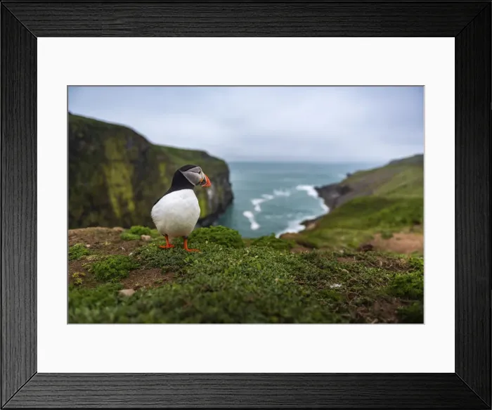 Framed Print : Puffin at the Wick, Skomer Island, Pembrokeshire Coast National Park, Wales, United Framed Print : Puffin at the Wick, Skomer Island, Pembrokeshire Coast National Park, Wales, United