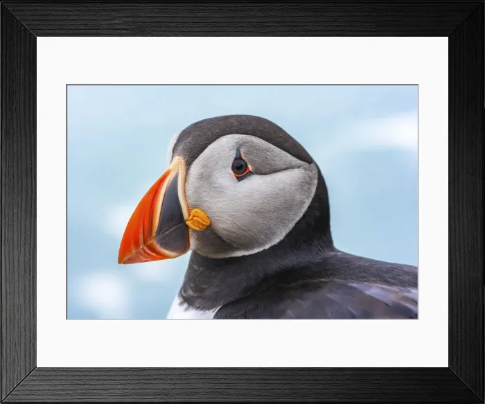 Framed Print : Puffin at the Wick, Skomer Island, Pembrokeshire Coast National Park, Wales, United Framed Print : Puffin at the Wick, Skomer Island, Pembrokeshire Coast National Park, Wales, United