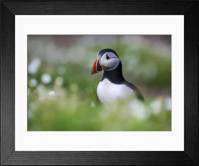 Framed Print : Puffin on Skomer Island, Pembrokeshire Coast National Park, Wales, United Kingdom, Europe Framed Print : Puffin on Skomer Island, Pembrokeshire Coast National Park, Wales, United Kingdom, Europe