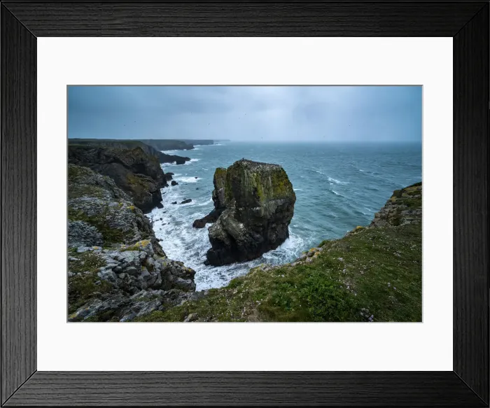 Framed Print : Elegug Stacks, occupied by a colony of Guillemots, Pembrokeshire Coast National Park Framed Print : Elegug Stacks, occupied by a colony of Guillemots, Pembrokeshire Coast National Park