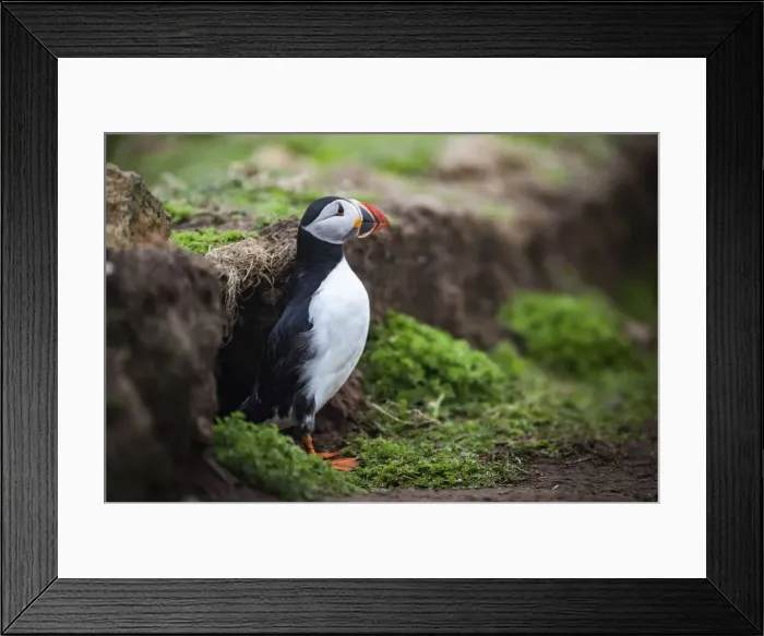 Framed Print : Puffin at the Wick, Skomer Island, Pembrokeshire Coast National Park, Wales, United Framed Print : Puffin at the Wick, Skomer Island, Pembrokeshire Coast National Park, Wales, United