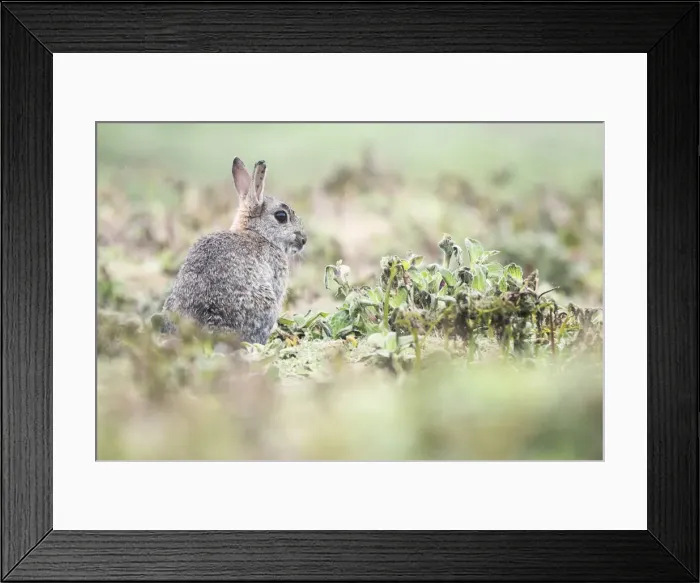 Framed Print : Rabbit on Skomer Island, Pembrokeshire Coast National Park, Wales, United Kingdom, Europe Framed Print : Rabbit on Skomer Island, Pembrokeshire Coast National Park, Wales, United Kingdom, Europe
