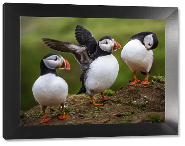 Puffins at the Wick, Skomer Island, Pembrokeshire Coast National Park, Wales, United