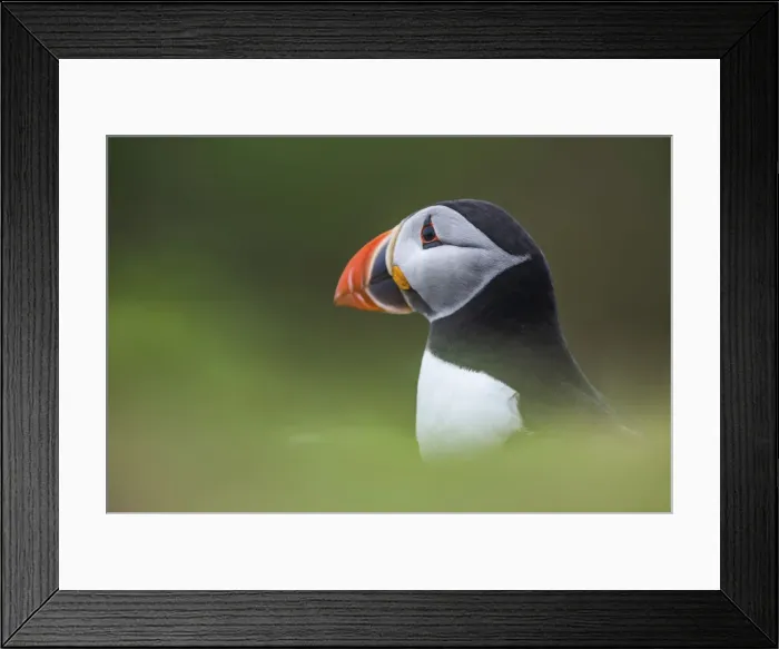 Framed Print : Puffin at the Wick, Skomer Island, Pembrokeshire Coast National Park, Wales, United Framed Print : Puffin at the Wick, Skomer Island, Pembrokeshire Coast National Park, Wales, United