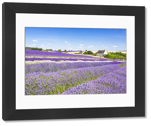 Rows of lavender in a lavender field at Cotswold Lavender, Snowshill, Broadway, the