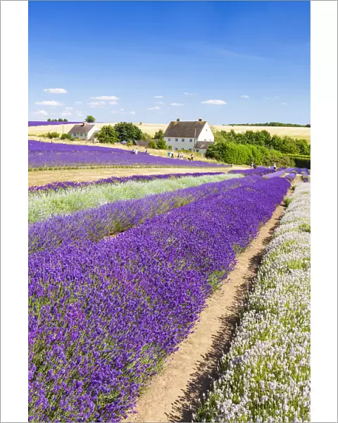 Rows of lavender in a lavender field at Cotswold Lavender, Snowshill, Broadway, the