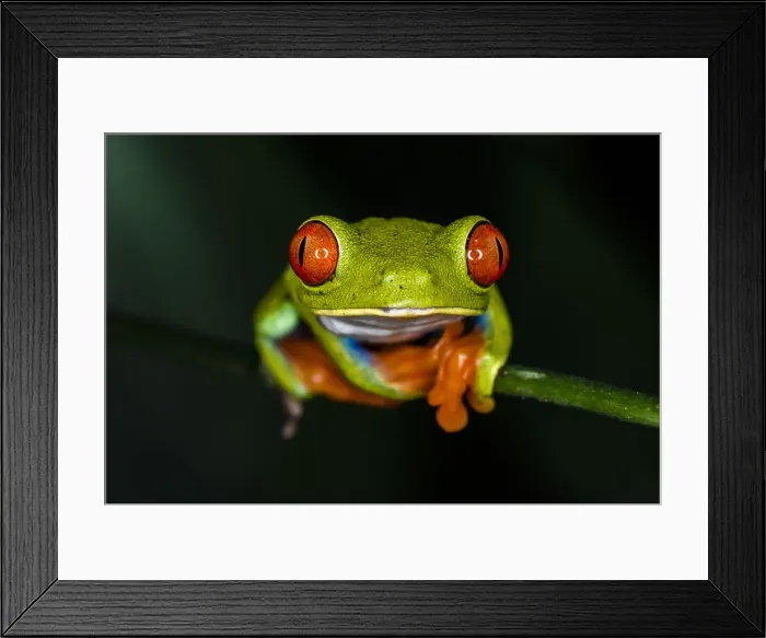 Framed Print : Red-eyed tree frog (Agalychnis callidryas), Sarapiqui, Heredia Province, Costa Rica Framed Print : Red-eyed tree frog (Agalychnis callidryas), Sarapiqui, Heredia Province, Costa Rica