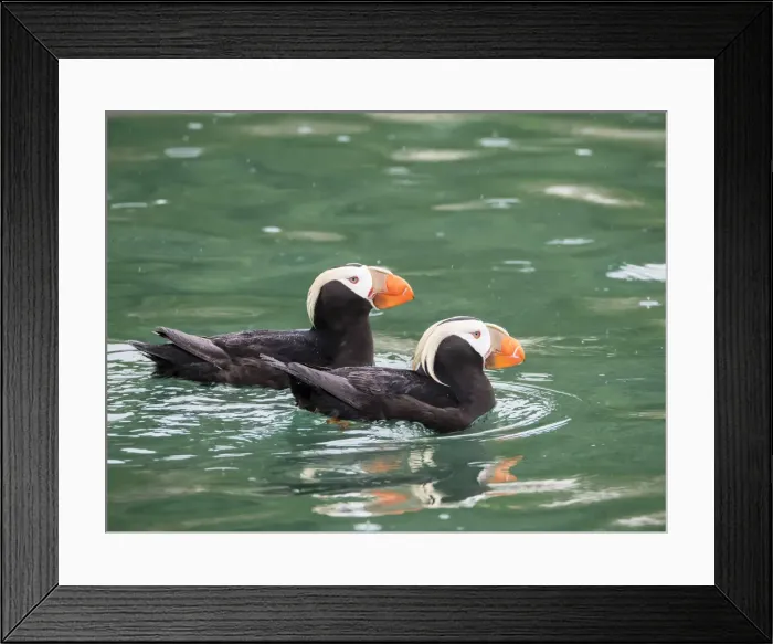 Framed Print : A pair of tufted puffins (Fratercula cirrhata), South Marble Island, Glacier Bay National Framed Print : A pair of tufted puffins (Fratercula cirrhata), South Marble Island, Glacier Bay National