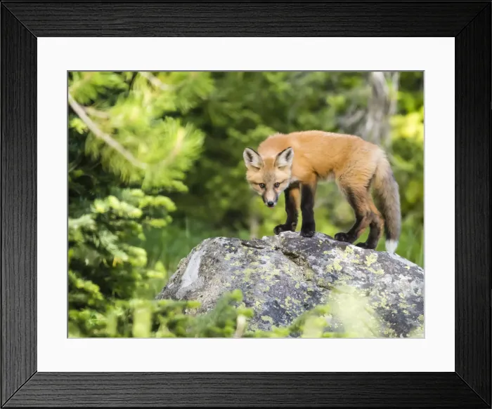 Framed Print : Red fox kit (Vulpes vulpes), about two months old near its den at Leigh Lake, Grand Framed Print : Red fox kit (Vulpes vulpes), about two months old near its den at Leigh Lake, Grand