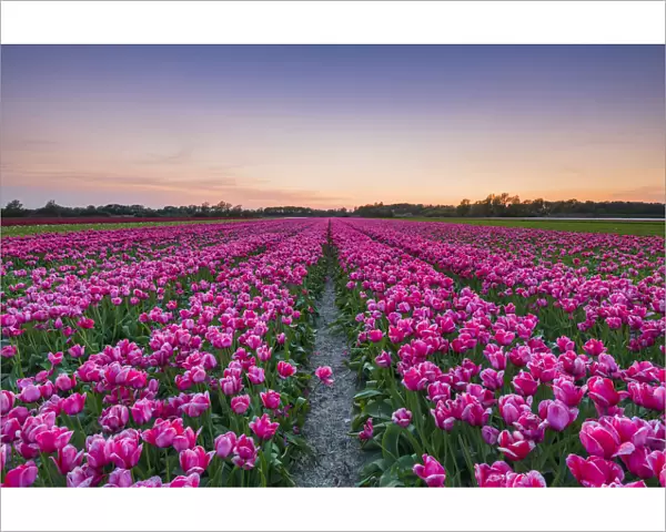 Tulip fields around Lisse, South Holland, The Netherlands, Europe