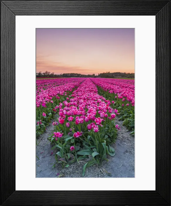 Framed Print : Tulip fields around Lisse, South Holland, The Netherlands, Europe Framed Print : Tulip fields around Lisse, South Holland, The Netherlands, Europe