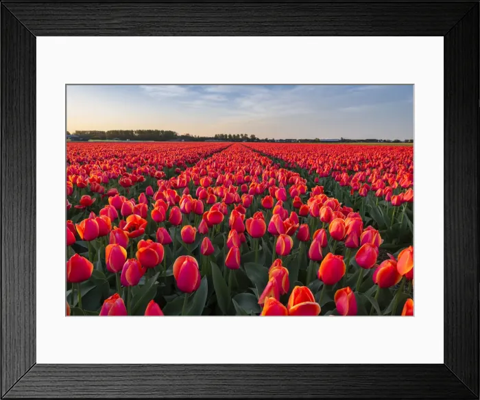 Framed Print : Tulip fields around Lisse, South Holland, The Netherlands, Europe Framed Print : Tulip fields around Lisse, South Holland, The Netherlands, Europe