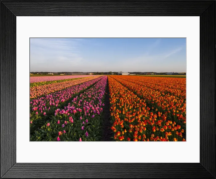 Framed Print : Tulip fields around Lisse, South Holland, The Netherlands, Europe Framed Print : Tulip fields around Lisse, South Holland, The Netherlands, Europe