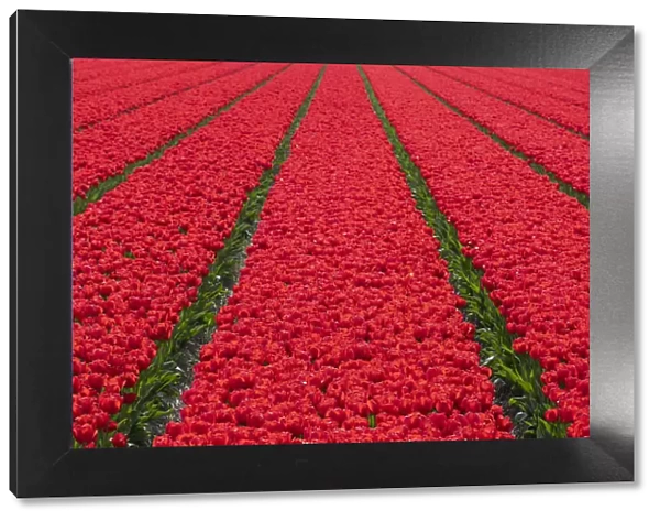 Tulips fields in Lisse, South Holland, The Netherlands, Europe