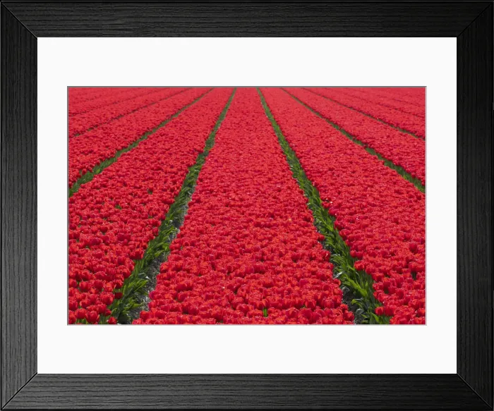 Framed Print : Tulips fields in Lisse, South Holland, The Netherlands, Europe Framed Print : Tulips fields in Lisse, South Holland, The Netherlands, Europe