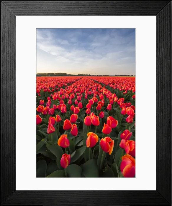 Framed Print : Tulip fields around Lisse, South Holland, The Netherlands, Europe Framed Print : Tulip fields around Lisse, South Holland, The Netherlands, Europe