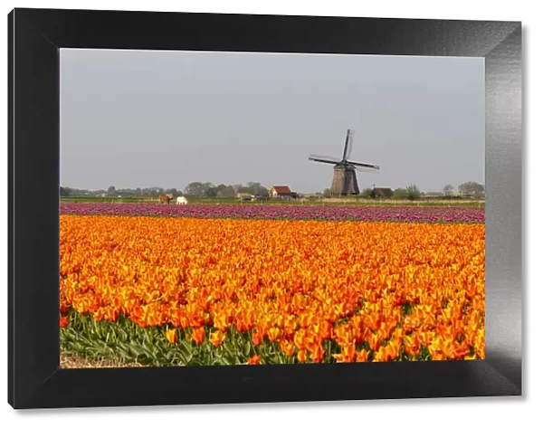 Tulip fields and Windmills, Lisse, South Holland, The Netherlands, Europe