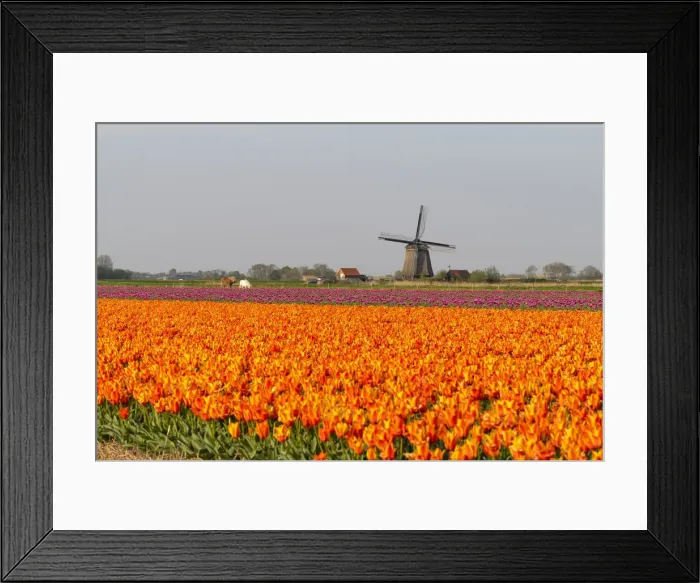 Framed Print : Tulip fields and Windmills, Lisse, South Holland, The Netherlands, Europe Framed Print : Tulip fields and Windmills, Lisse, South Holland, The Netherlands, Europe