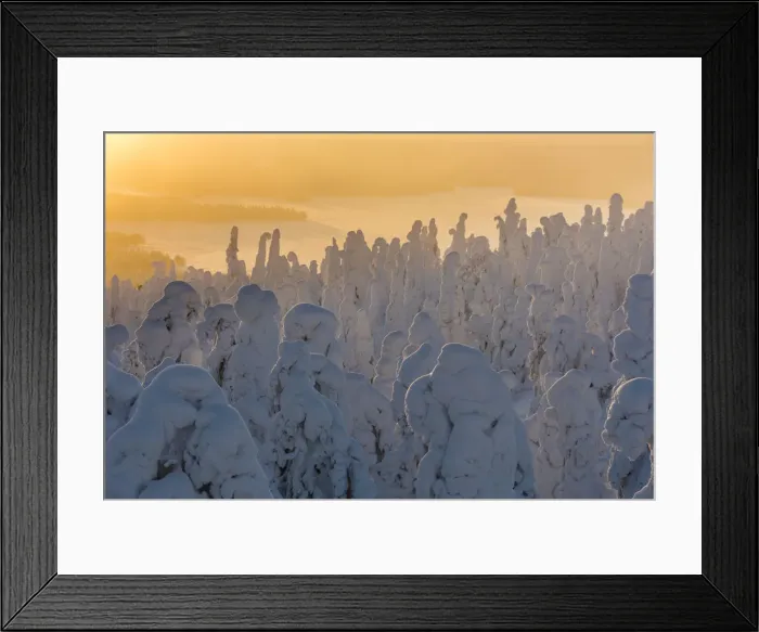 Framed Print : Snow covered trees (Tykky), at sunrise, Ruka, Kuusamo, Finland, Europe Framed Print : Snow covered trees (Tykky), at sunrise, Ruka, Kuusamo, Finland, Europe