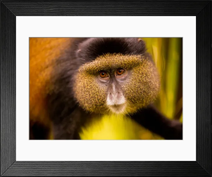 Framed Print : Golden Monkey in Volcanoes National Park, Rwanda, Africa Framed Print : Golden Monkey in Volcanoes National Park, Rwanda, Africa