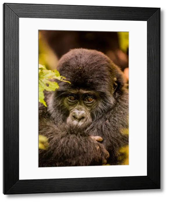 Framed Print : Mountain Gorillas in Bwindi Impenetrable Forest National Park, UNESCO World Heritage Site Framed Print : Mountain Gorillas in Bwindi Impenetrable Forest National Park, UNESCO World Heritage Site