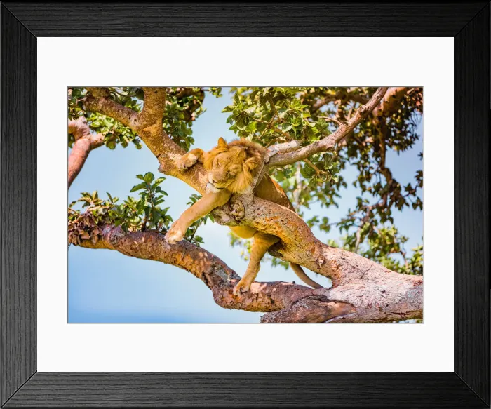 Framed Print : Hanging Lions in the Ishasha sector, Queen Elizabeth National Park, Uganda, East Africa Framed Print : Hanging Lions in the Ishasha sector, Queen Elizabeth National Park, Uganda, East Africa