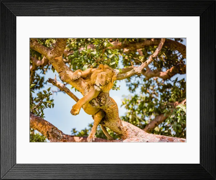 Framed Print : Hanging Lions in the Ishasha sector, Queen Elizabeth National Park, Uganda, East Africa Framed Print : Hanging Lions in the Ishasha sector, Queen Elizabeth National Park, Uganda, East Africa