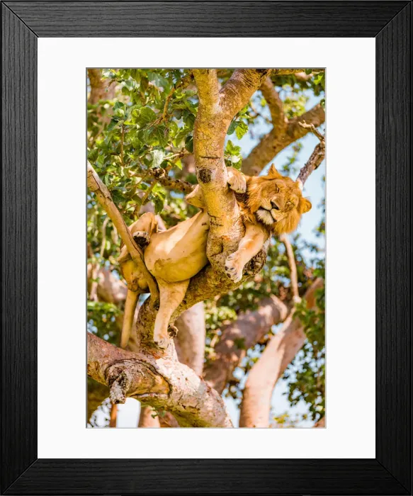 Framed Print : Hanging Lions in the Ishasha sector, Queen Elizabeth National Park, Uganda, East Africa Framed Print : Hanging Lions in the Ishasha sector, Queen Elizabeth National Park, Uganda, East Africa