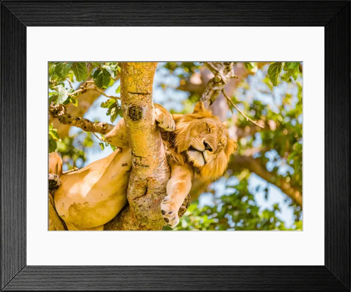Framed Print : Hanging Lions in the Ishasha sector, Queen Elizabeth National Park, Uganda, East Africa Framed Print : Hanging Lions in the Ishasha sector, Queen Elizabeth National Park, Uganda, East Africa
