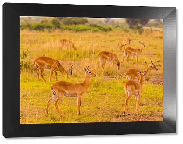 Antelope in Queen Elizabeth National Park, Uganda, East Africa, Africa