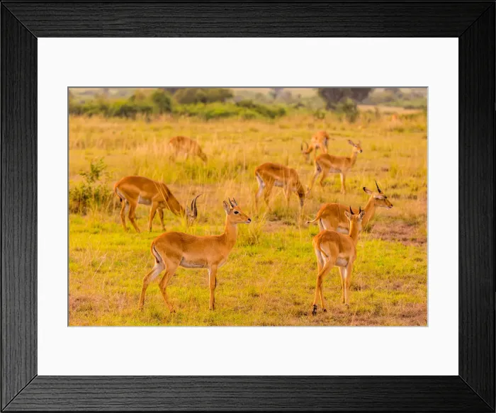 Framed Print : Antelope in Queen Elizabeth National Park, Uganda, East Africa, Africa Framed Print : Antelope in Queen Elizabeth National Park, Uganda, East Africa, Africa