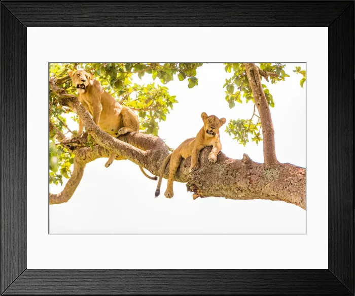 Framed Print : Hanging Lions in the Ishasha sector, Queen Elizabeth National Park, Uganda, East Africa Framed Print : Hanging Lions in the Ishasha sector, Queen Elizabeth National Park, Uganda, East Africa