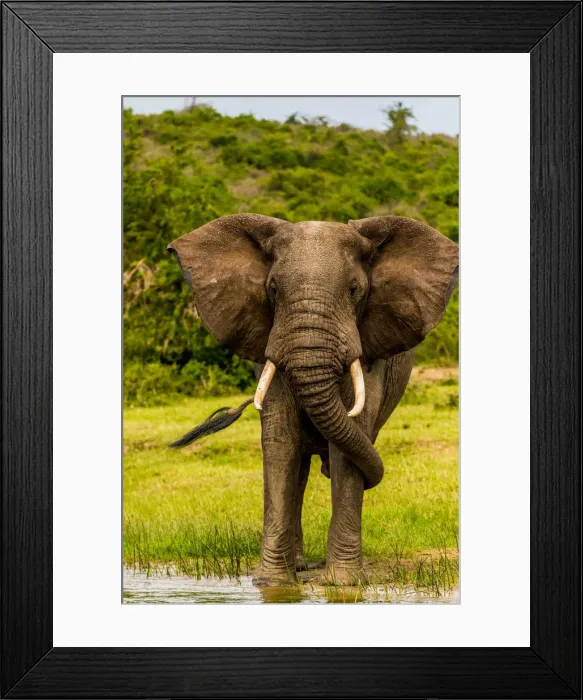Framed Print : Elephants in Queen Elizabeth National Park, Uganda, East Africa, Africa Framed Print : Elephants in Queen Elizabeth National Park, Uganda, East Africa, Africa