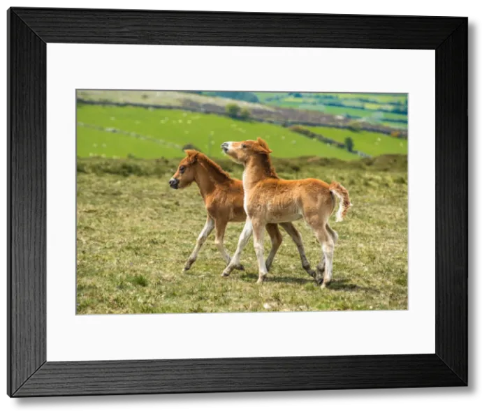 Framed Print : Two Dartmoor pony foals in Dartmoor National park in Devon, England, United Kingdom Framed Print : Two Dartmoor pony foals in Dartmoor National park in Devon, England, United Kingdom