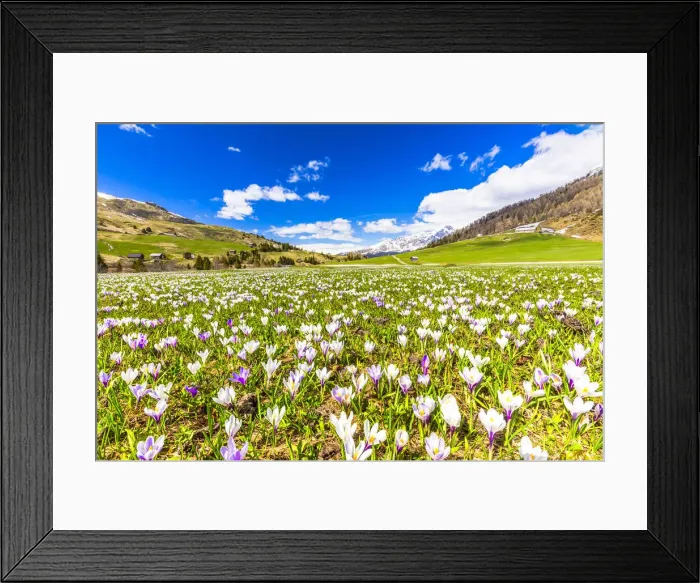 Framed Print : Flowering of Crocus nivea in Val Radons (Radons Valley), Albula region, Canton of Grisons Framed Print : Flowering of Crocus nivea in Val Radons (Radons Valley), Albula region, Canton of Grisons