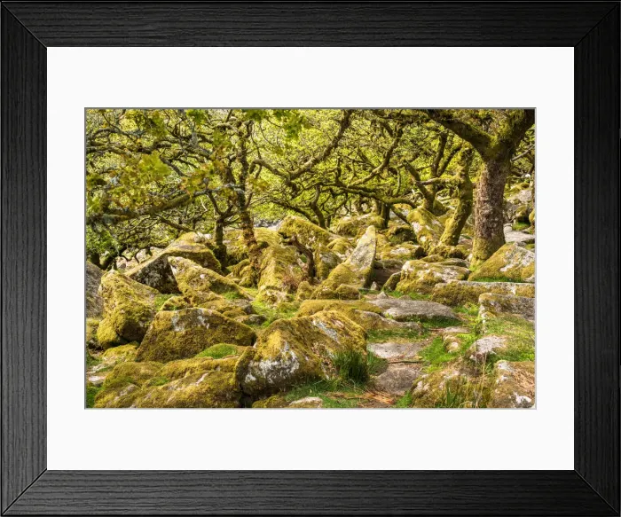 Framed Print : Sessile oaks and moss in Wistmans Wood, Dartmoor, Devon, England, United Kingdom Framed Print : Sessile oaks and moss in Wistmans Wood, Dartmoor, Devon, England, United Kingdom
