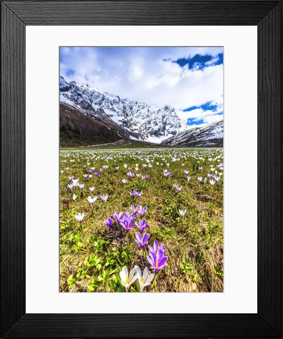 Framed Print : Flowering of Crocus nivea in Val Radons (Radons Valley), Albula region, Canton of Grisons Framed Print : Flowering of Crocus nivea in Val Radons (Radons Valley), Albula region, Canton of Grisons