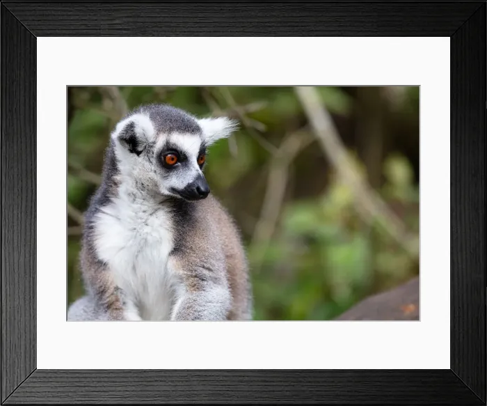 Framed Print : Ring Tailed Lemur in a sanctuary, South Africa, Africa Framed Print : Ring Tailed Lemur in a sanctuary, South Africa, Africa