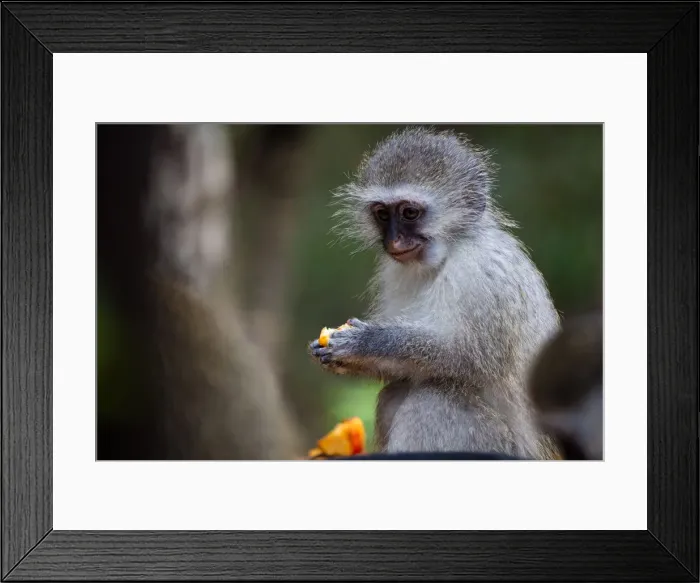 Framed Print : Vervet Monkey, in a South Africa Sanctuary, South Africa, Africa Framed Print : Vervet Monkey, in a South Africa Sanctuary, South Africa, Africa