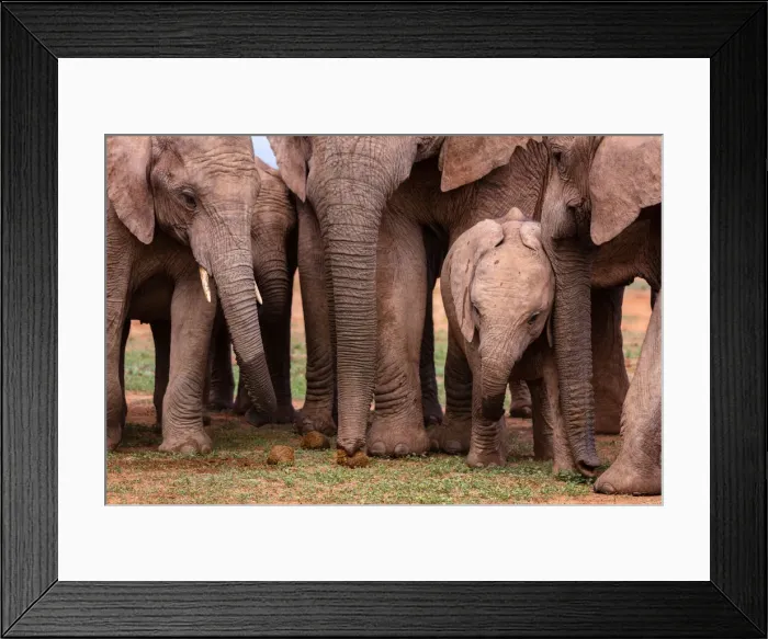Framed Print : Baby Elephant in Addo Elephant Park, South Africa, Africa Framed Print : Baby Elephant in Addo Elephant Park, South Africa, Africa