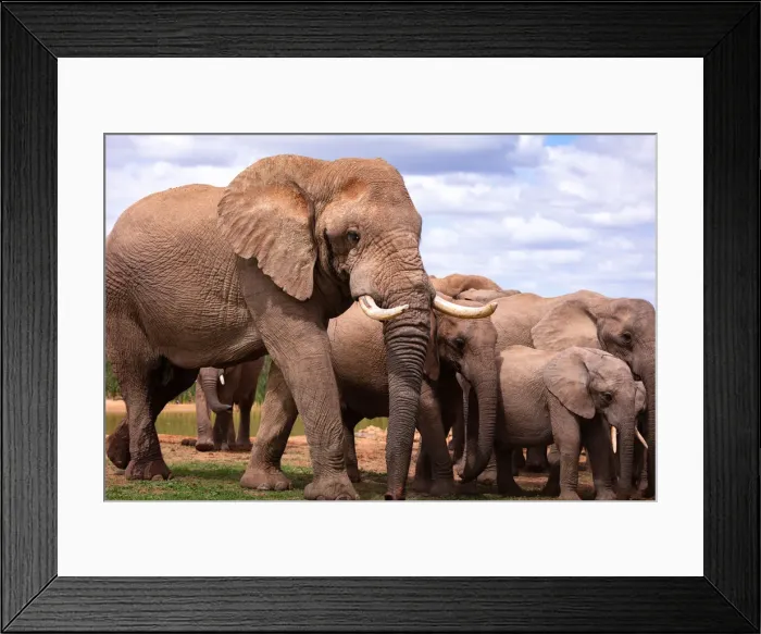 Framed Print : Elephants at Addo Elephant Park, South Africa, Africa Framed Print : Elephants at Addo Elephant Park, South Africa, Africa