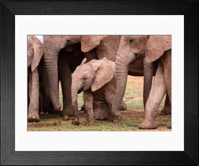 Framed Print : Elephants at Addo Elephant Park in South Africa, Africa Framed Print : Elephants at Addo Elephant Park in South Africa, Africa