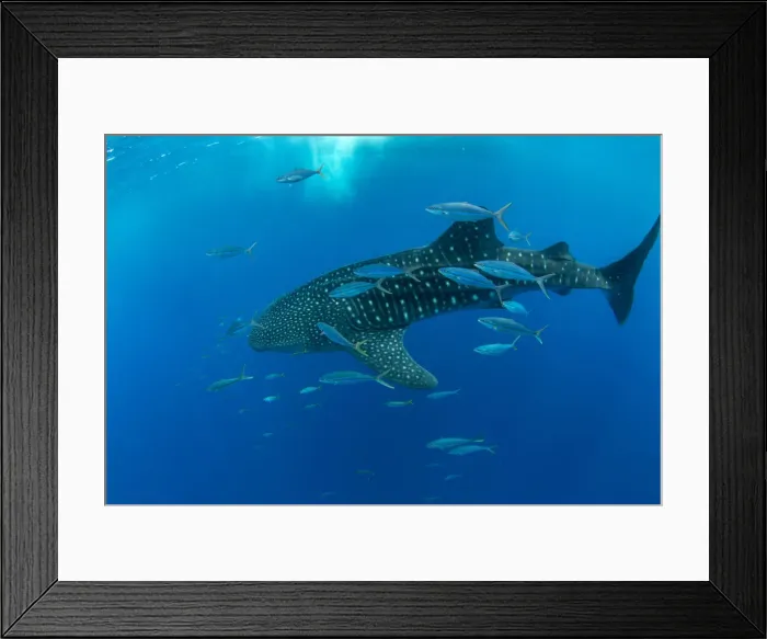 Framed Print : Whale shark (Rhincodon typus) with rainbow runner, Honda Bay, Palawan, The Philippines Framed Print : Whale shark (Rhincodon typus) with rainbow runner, Honda Bay, Palawan, The Philippines