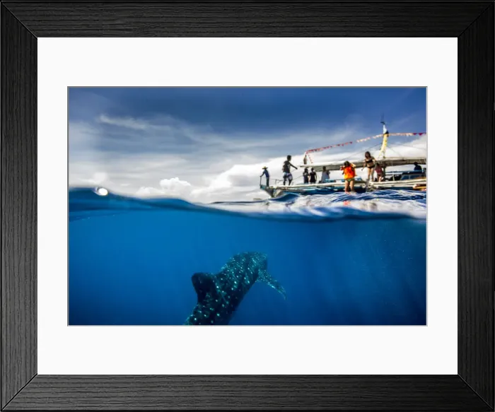 Framed Print : Whale shark (Rhincodon typus) beneath a banca tour boat in Honda Bay, Palawan Framed Print : Whale shark (Rhincodon typus) beneath a banca tour boat in Honda Bay, Palawan