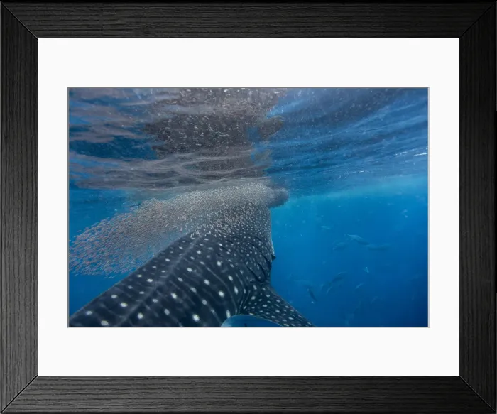 Framed Print : Whale shark (Rhincodon typus) vertical suction feeding on a shoal of red fish, Honda Bay Framed Print : Whale shark (Rhincodon typus) vertical suction feeding on a shoal of red fish, Honda Bay