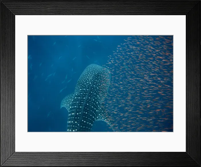 Framed Print : Whale shark (Rhincodon typus) with a shoal of red fish evading predation, Honda Bay Framed Print : Whale shark (Rhincodon typus) with a shoal of red fish evading predation, Honda Bay