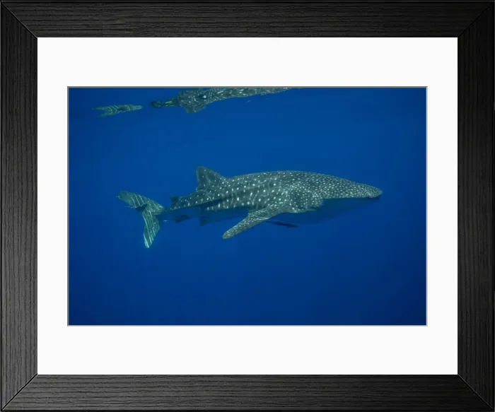 Framed Print : Whale shark (Rhincodon typus), Honda Bay, Palawan, The Philippines, Southeast Asia, Asia Framed Print : Whale shark (Rhincodon typus), Honda Bay, Palawan, The Philippines, Southeast Asia, Asia